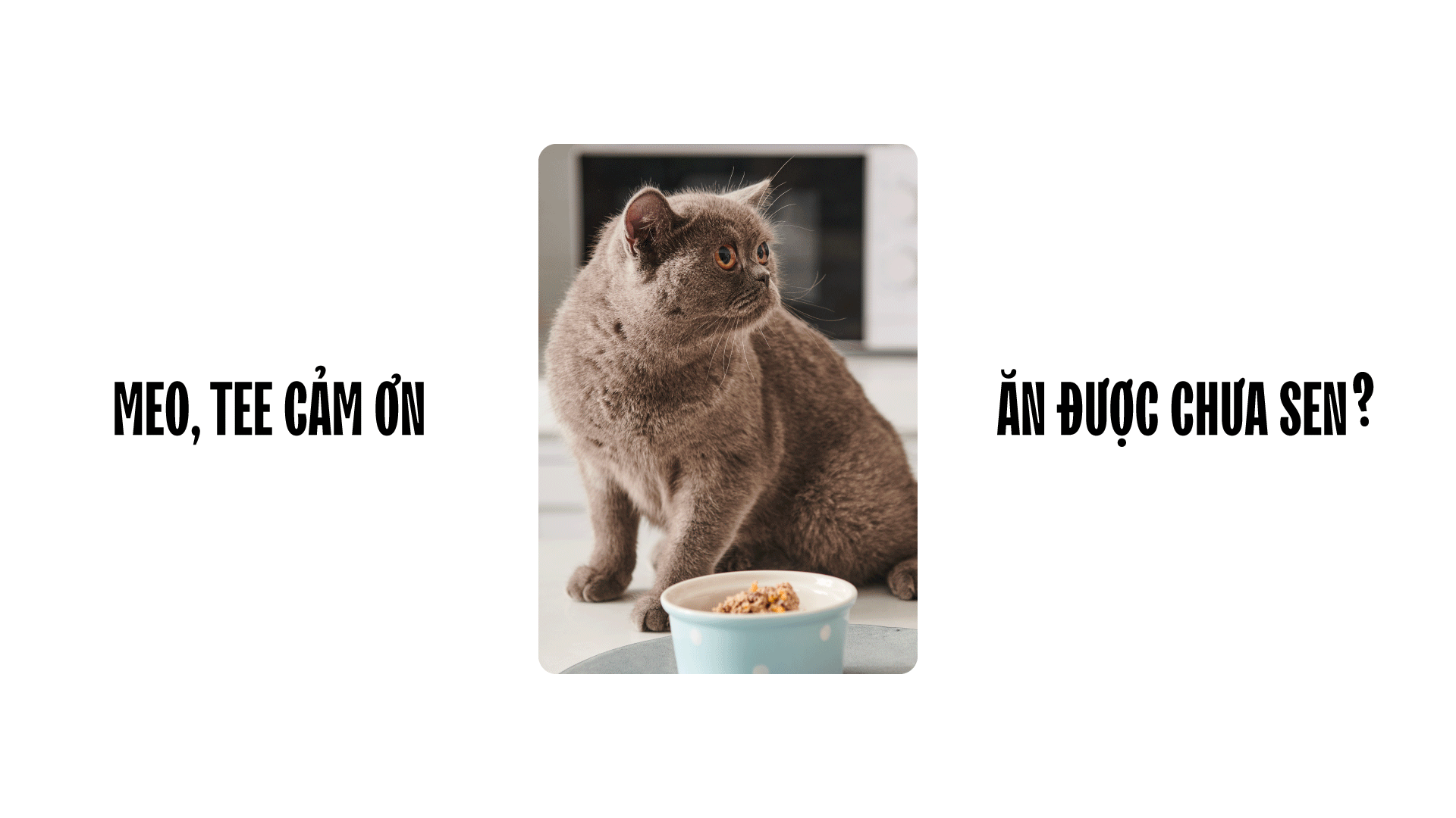 Studio portrait of a fluffy cat posing next to minimalist branding elements for PetChoy.